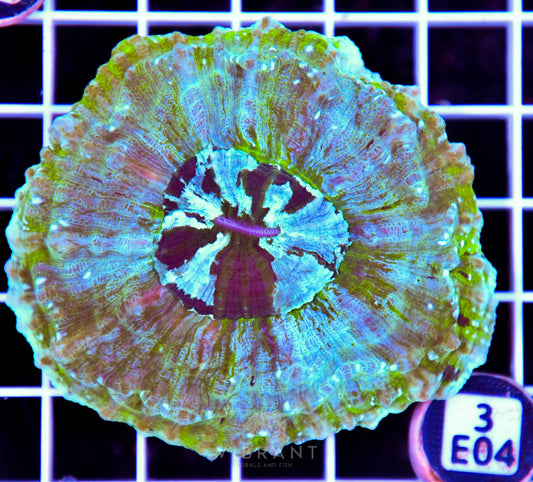 Acanthophyllia AUS