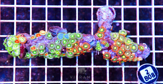 Zoa AUS