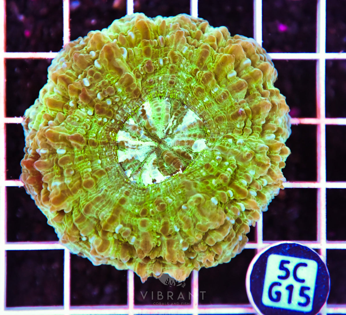 Acanthophyllia AUS