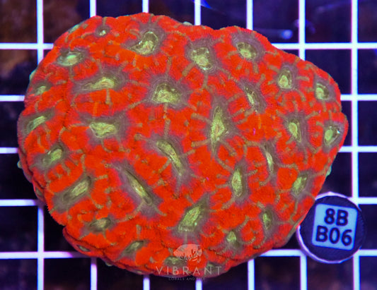 Acan INDO W