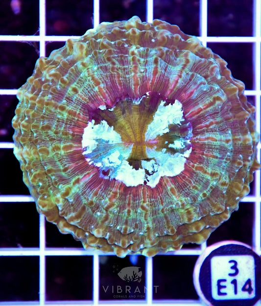 Acanthophyllia AUS