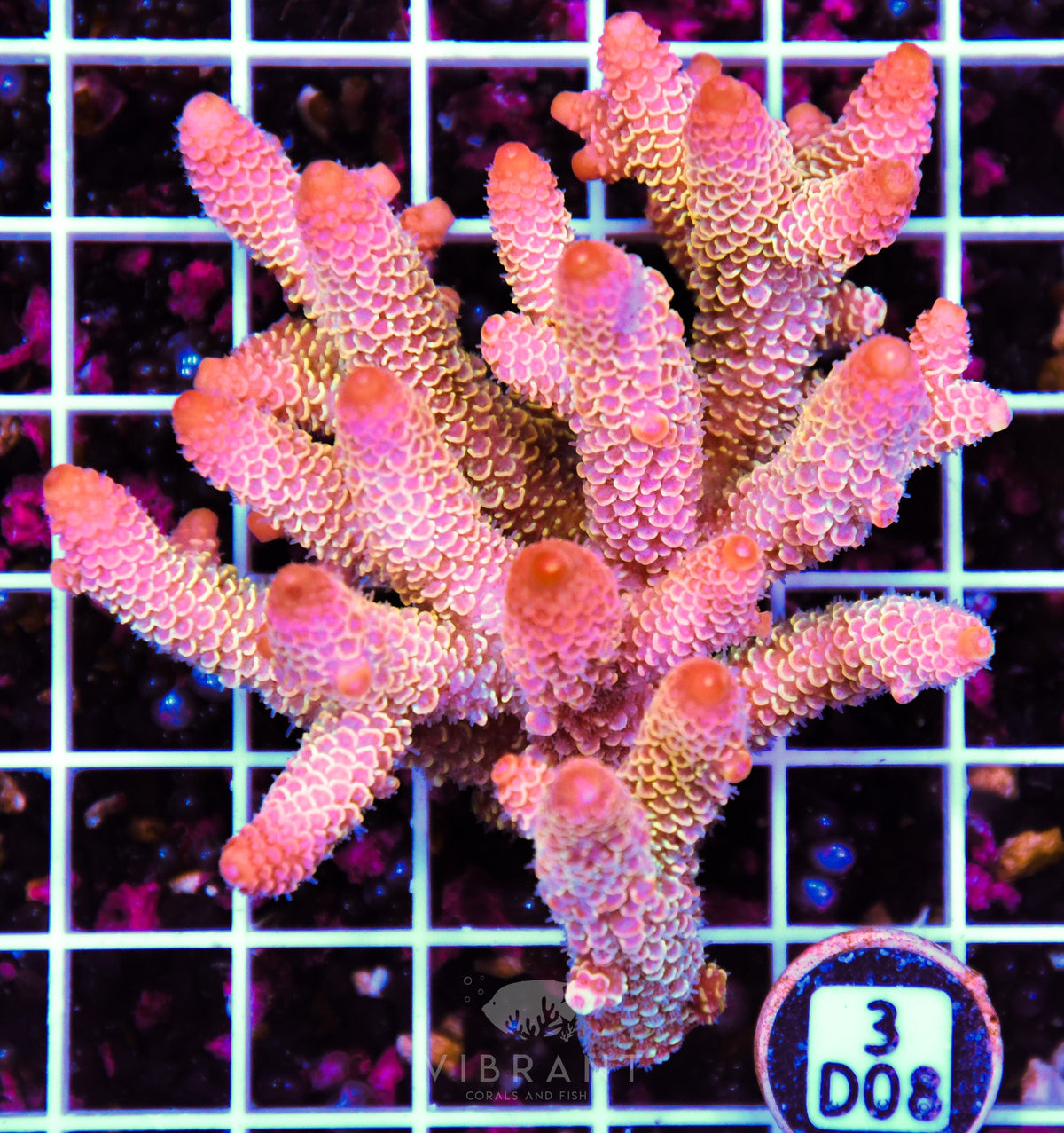 Acro AUS