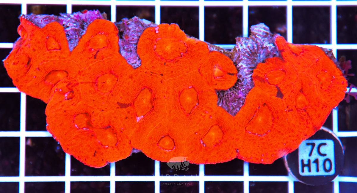 Acan Bower AUS
