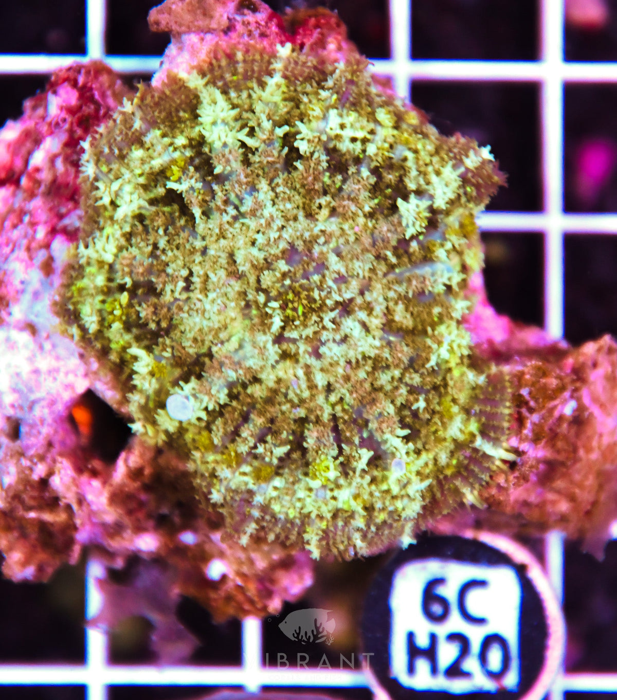 Mushroom INDO