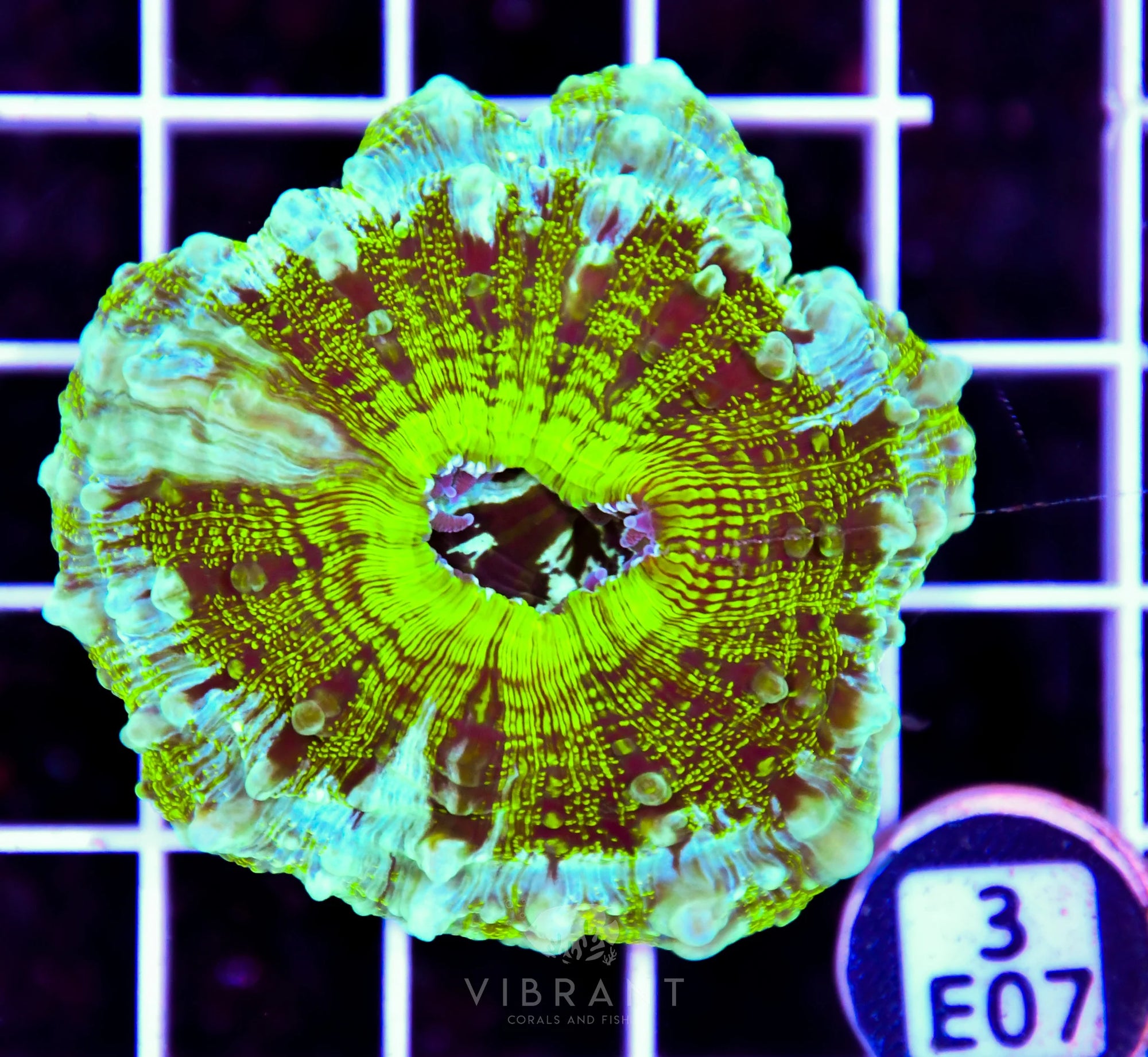 Acanthophyllia AUS