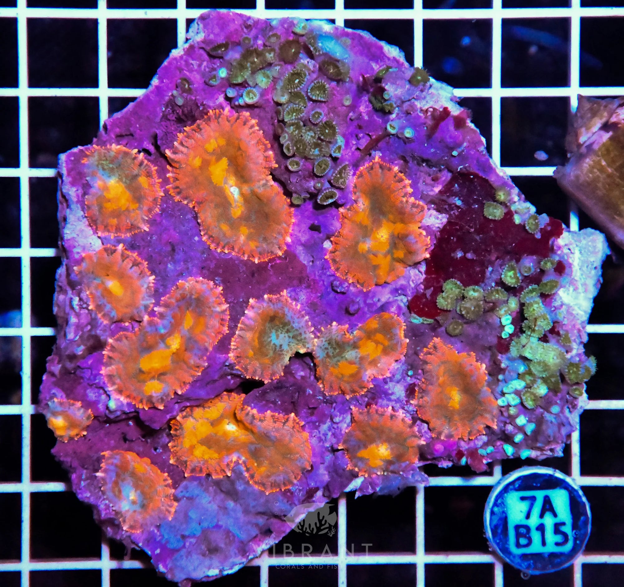 Mushroom INDO W
