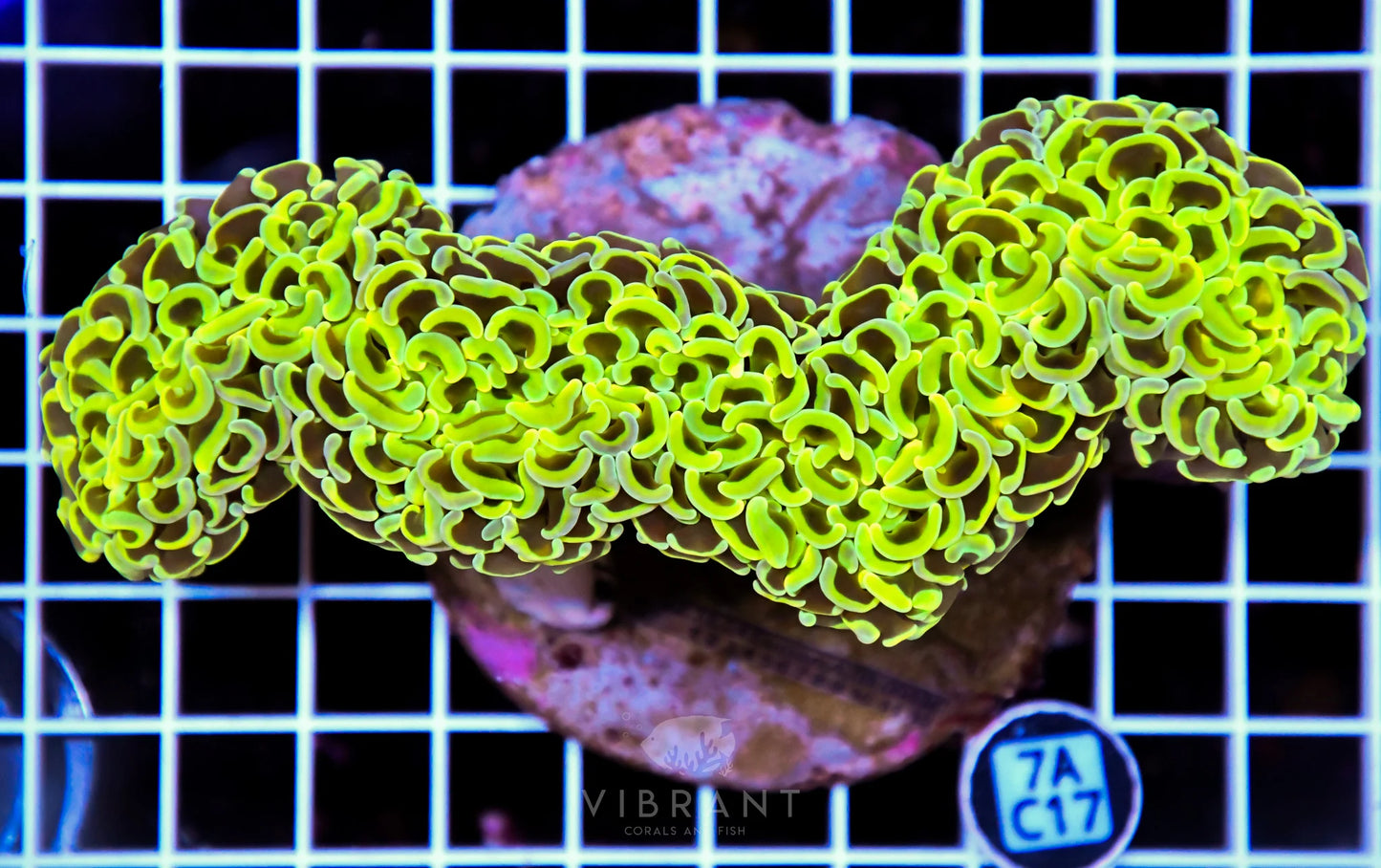 Hammer Wall INDO