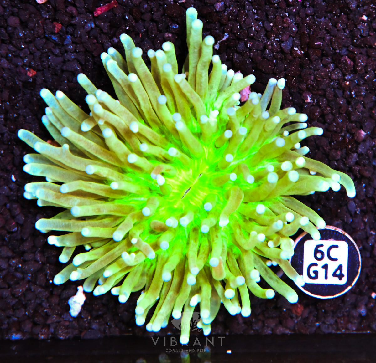 Heliofungia AUS