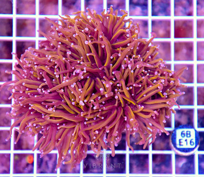 Torch INDO