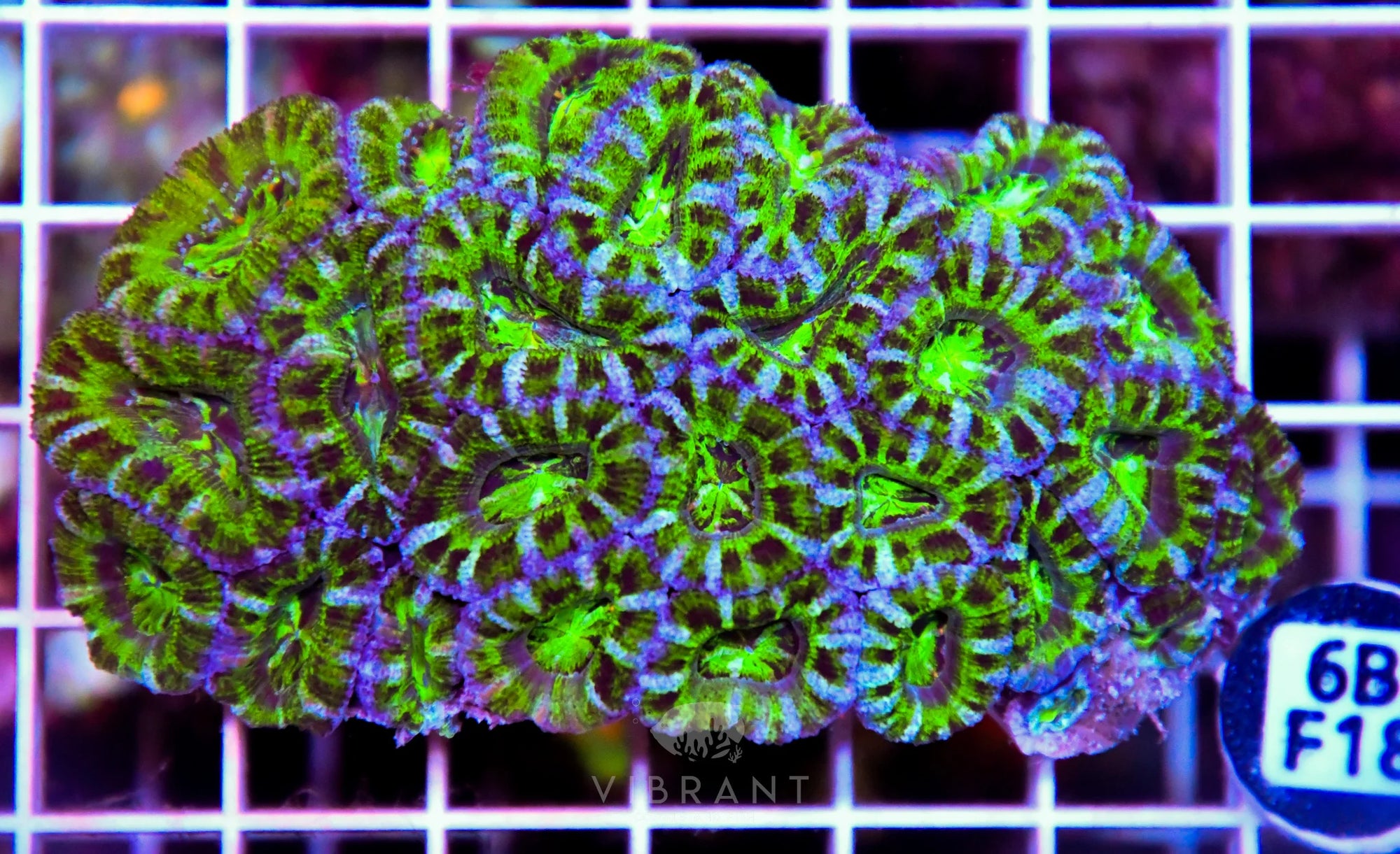 Acan Lord AUS