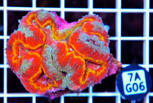 Symphyllia INDO W