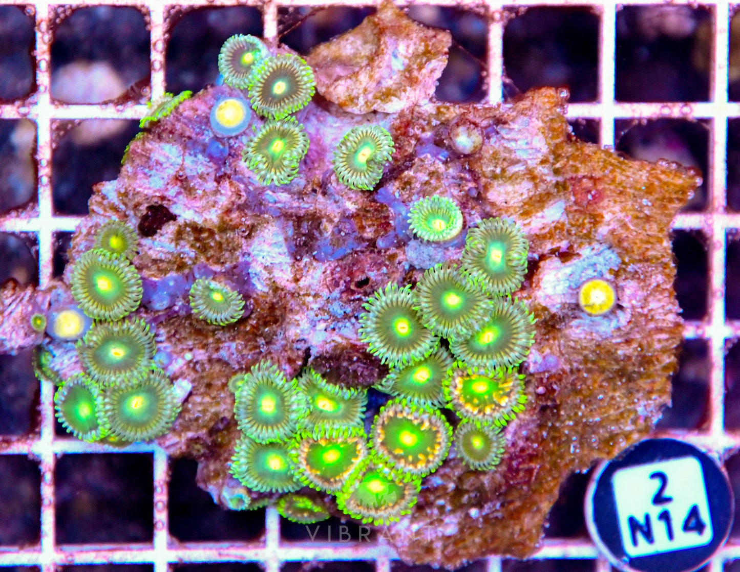 Zoa AUS