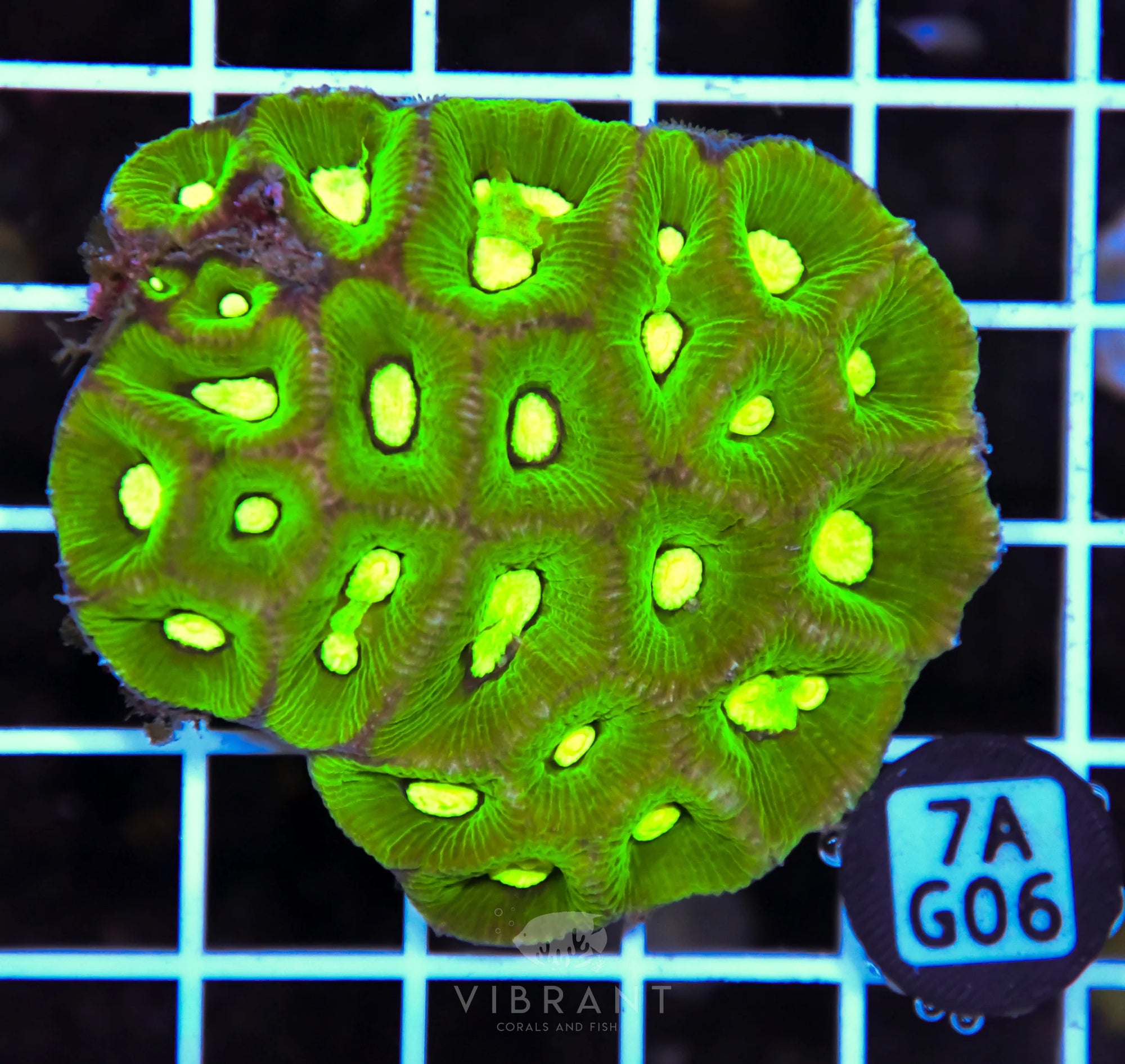 Goniastrea AUS