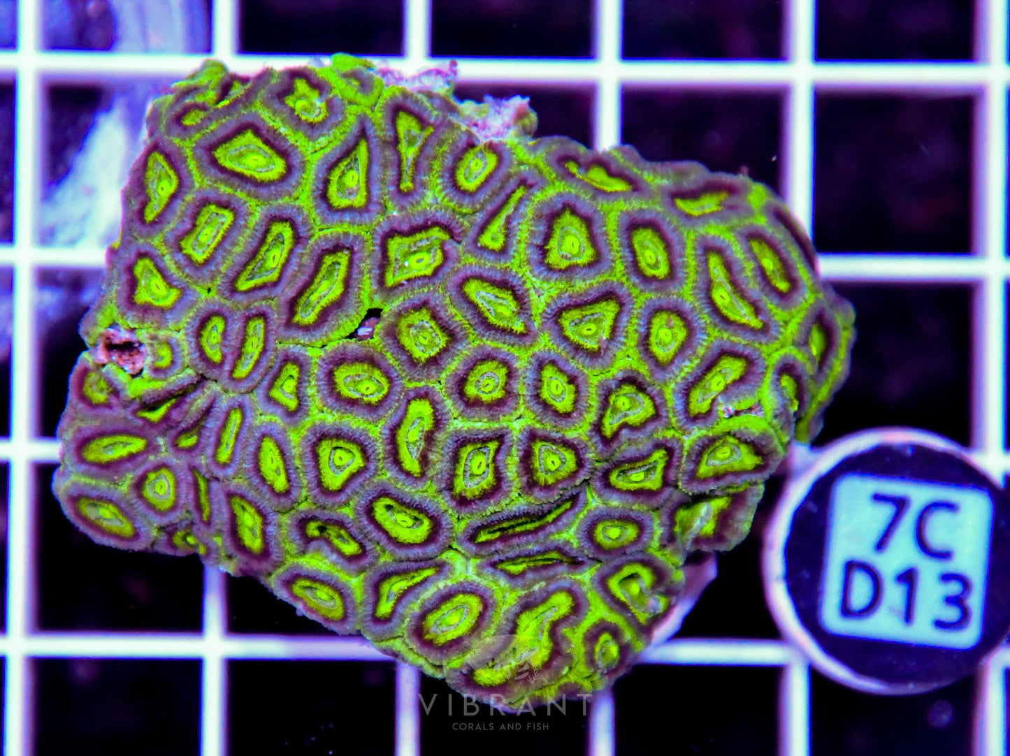 Micromussa INDO