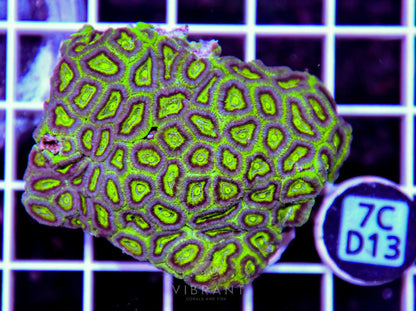 Micromussa INDO