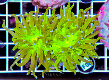 Torch INDO