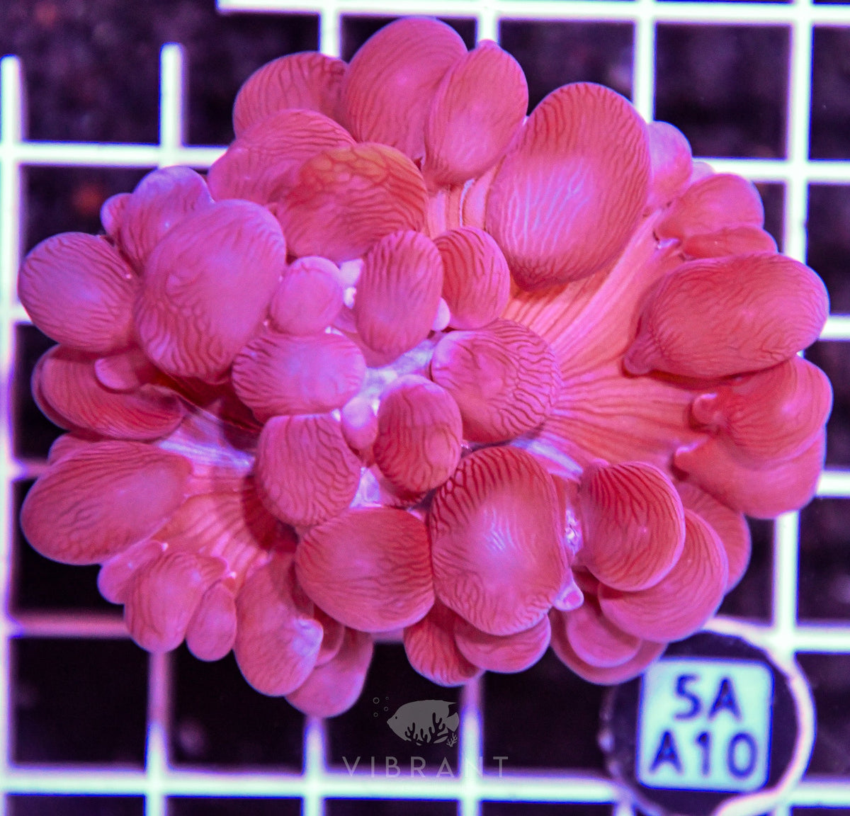 Bubble Coral AUS