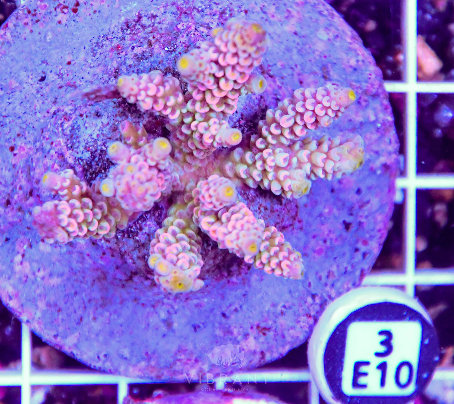 Acro INDO