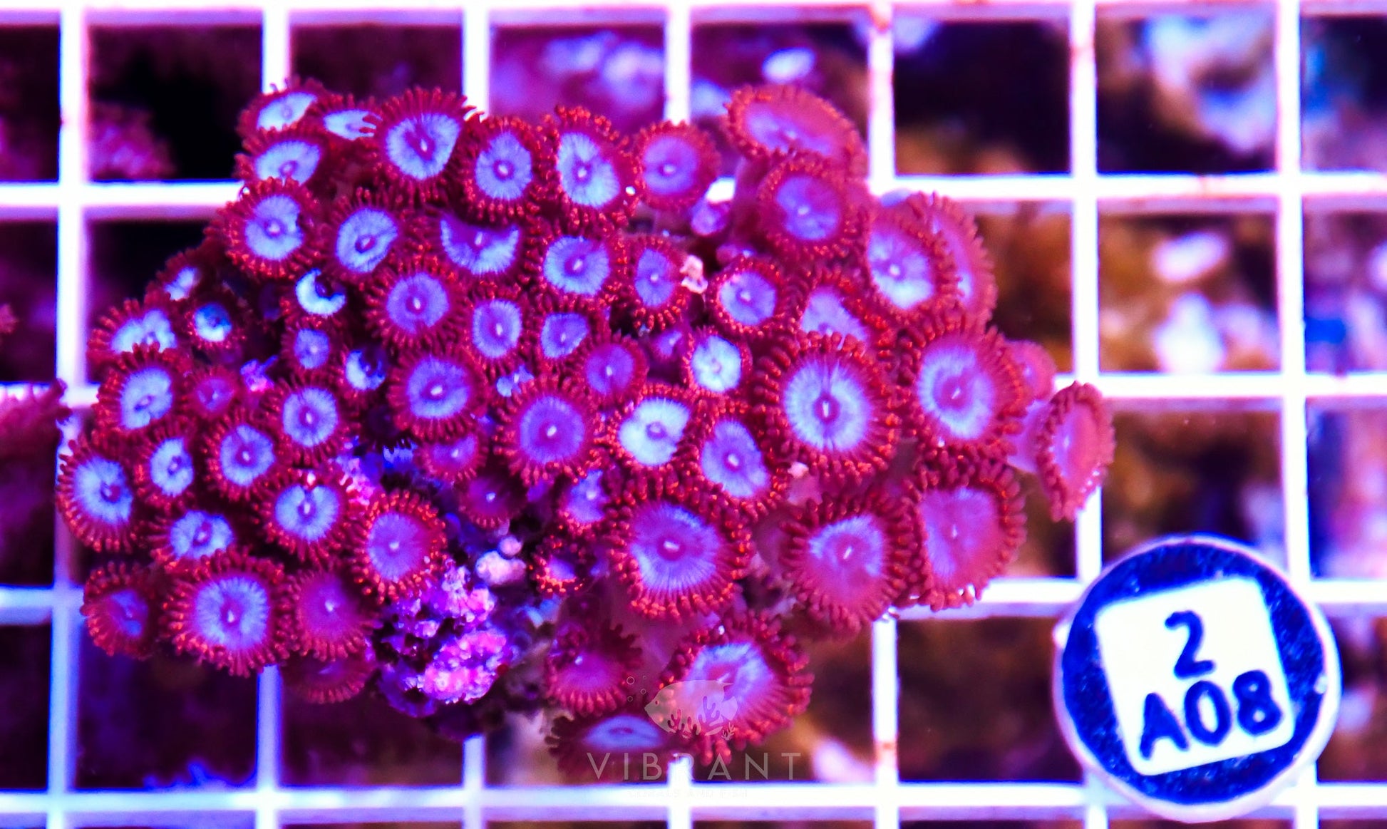 Zoa INDO W