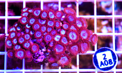 Zoa INDO W