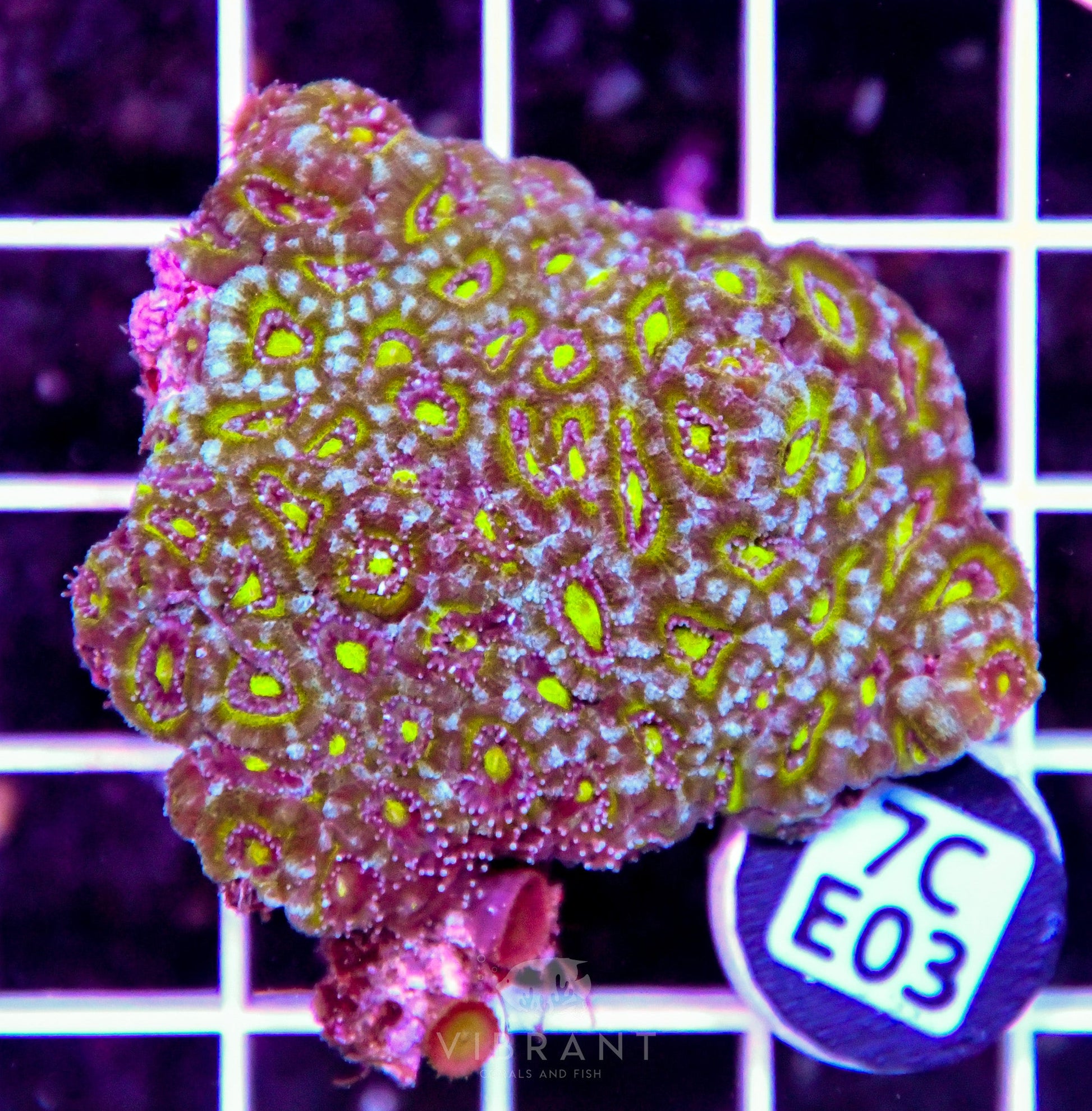 Micromussa INDO