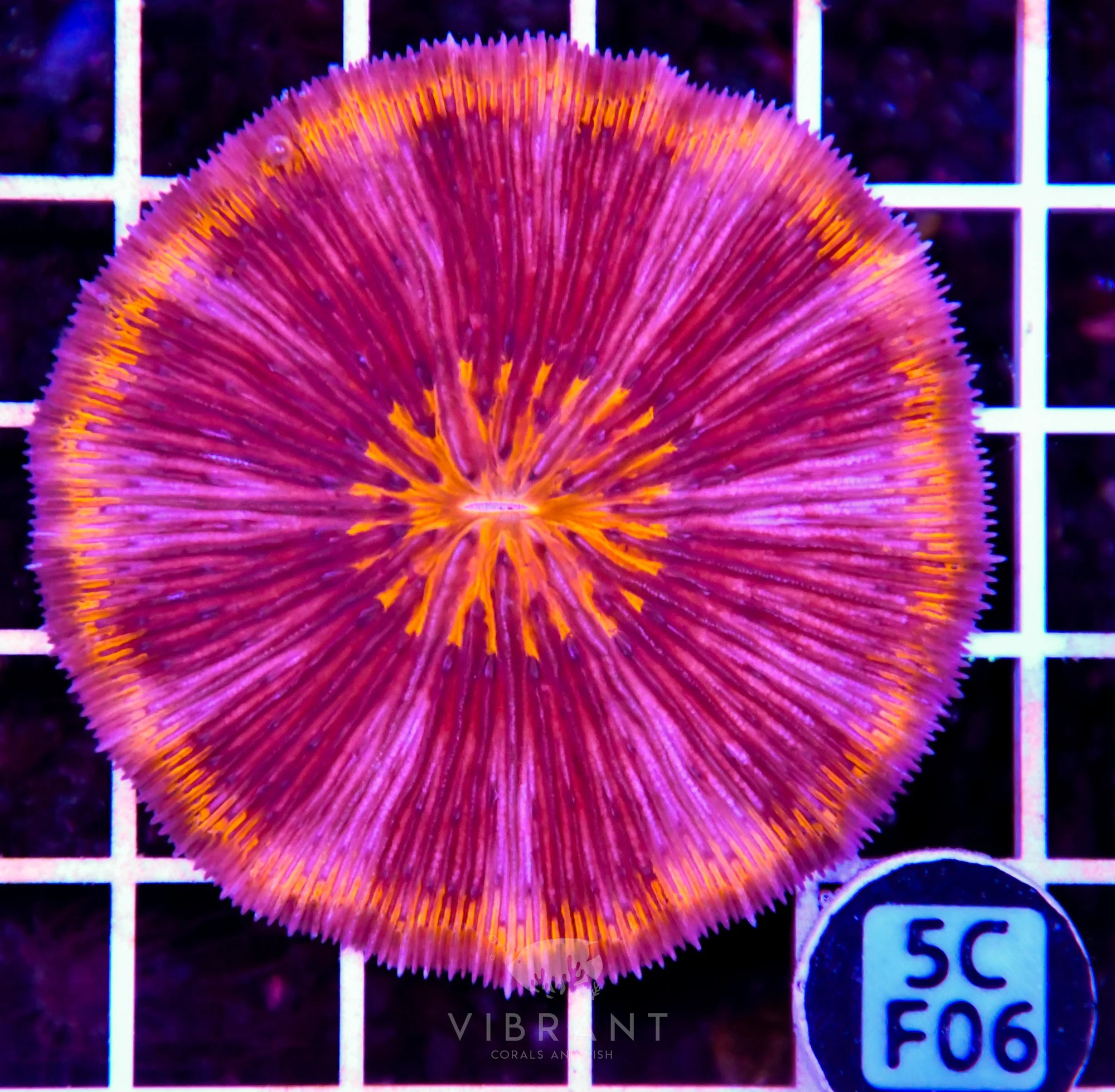 Fungia INDO W