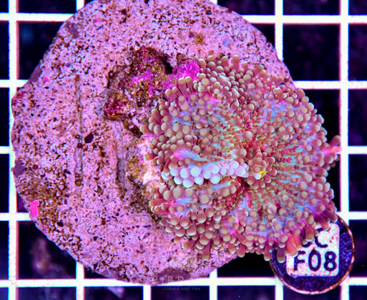 Mushroom INDO