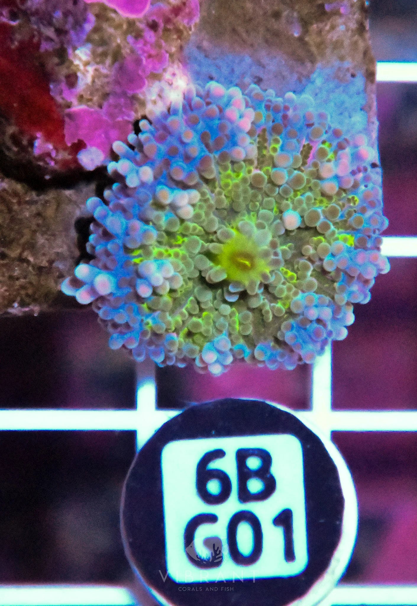 Mushroom INDO