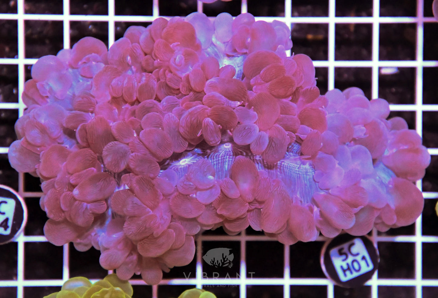 Bubble Coral AUS