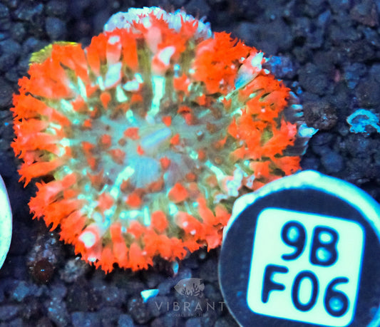 St Thomas Mushroom
