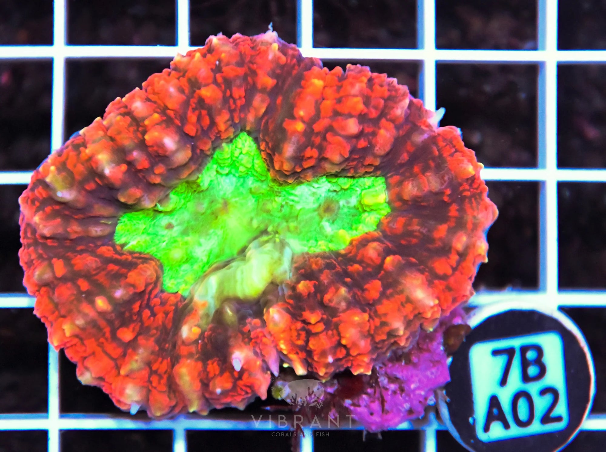 Symphyillia AUS