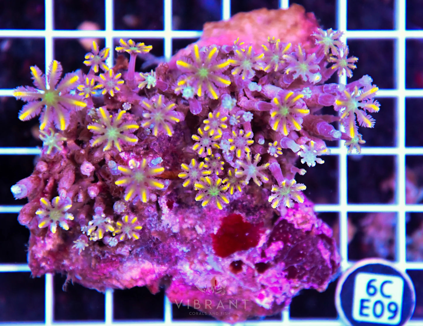 Clove Polyp INDO W