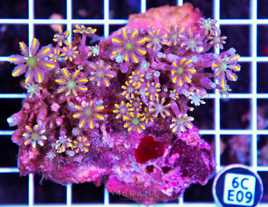 Clove Polyp INDO W