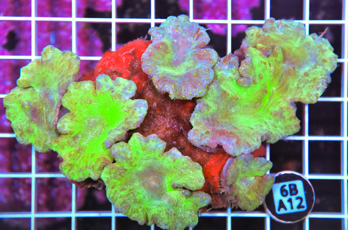 Cabbage Coral INDO