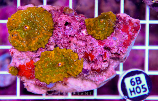 Mushroom INDO