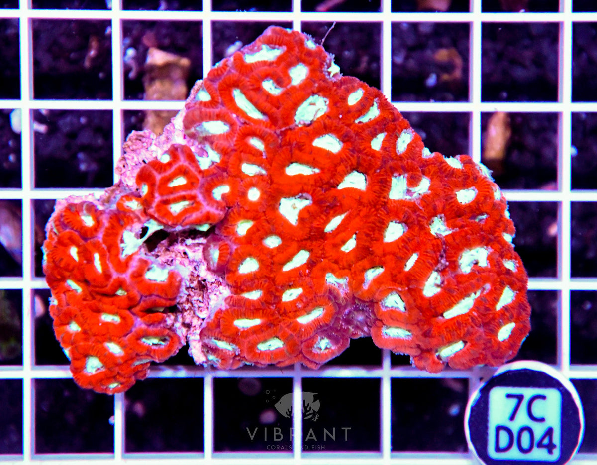 Micromussa INDO