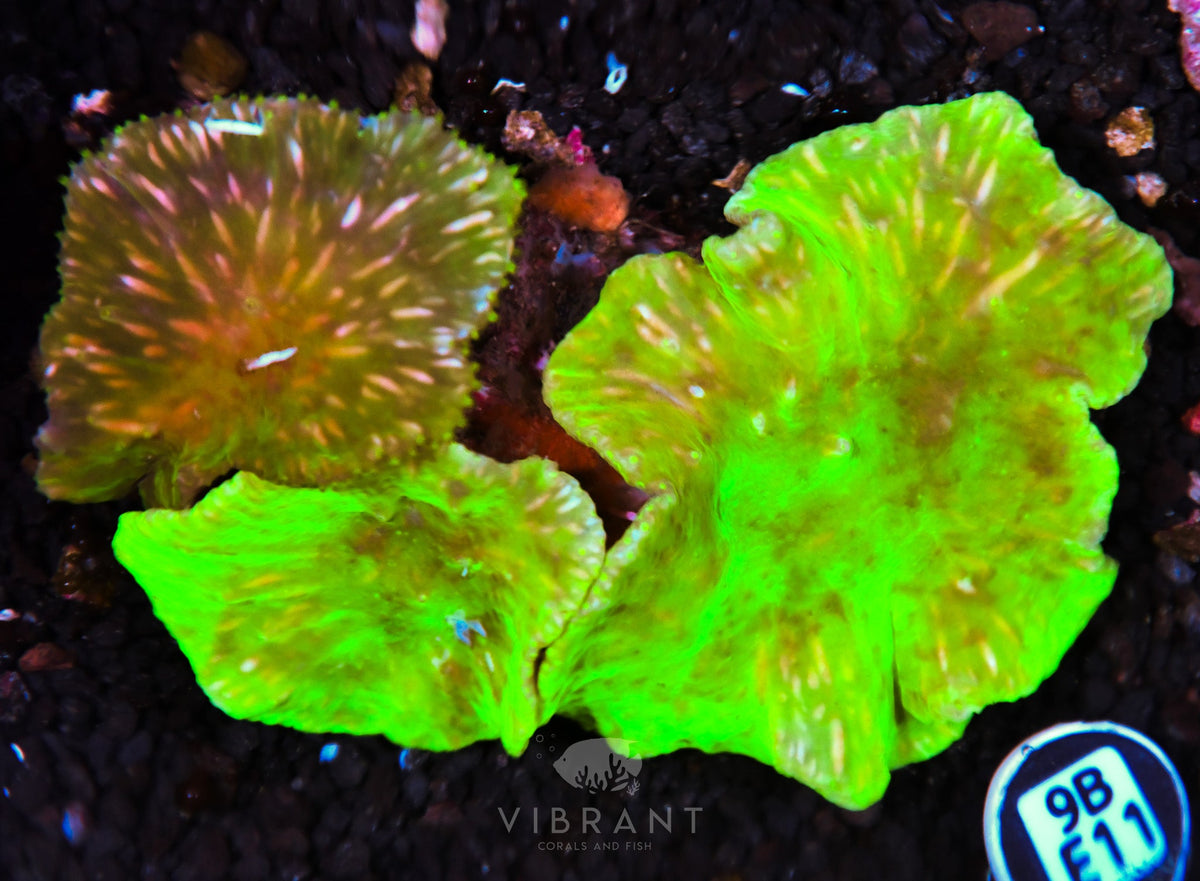 Cabbage Coral INDO W