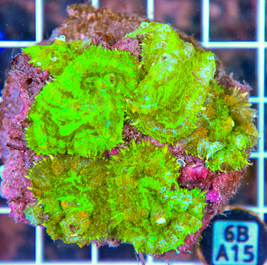 Mushroom INDO