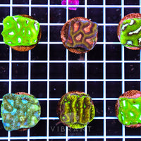 Frag Maze 10 Pack AQ SAMPLE