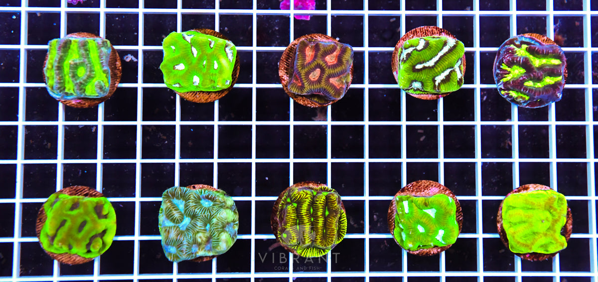 Frag Maze 10 Pack AQ SAMPLE