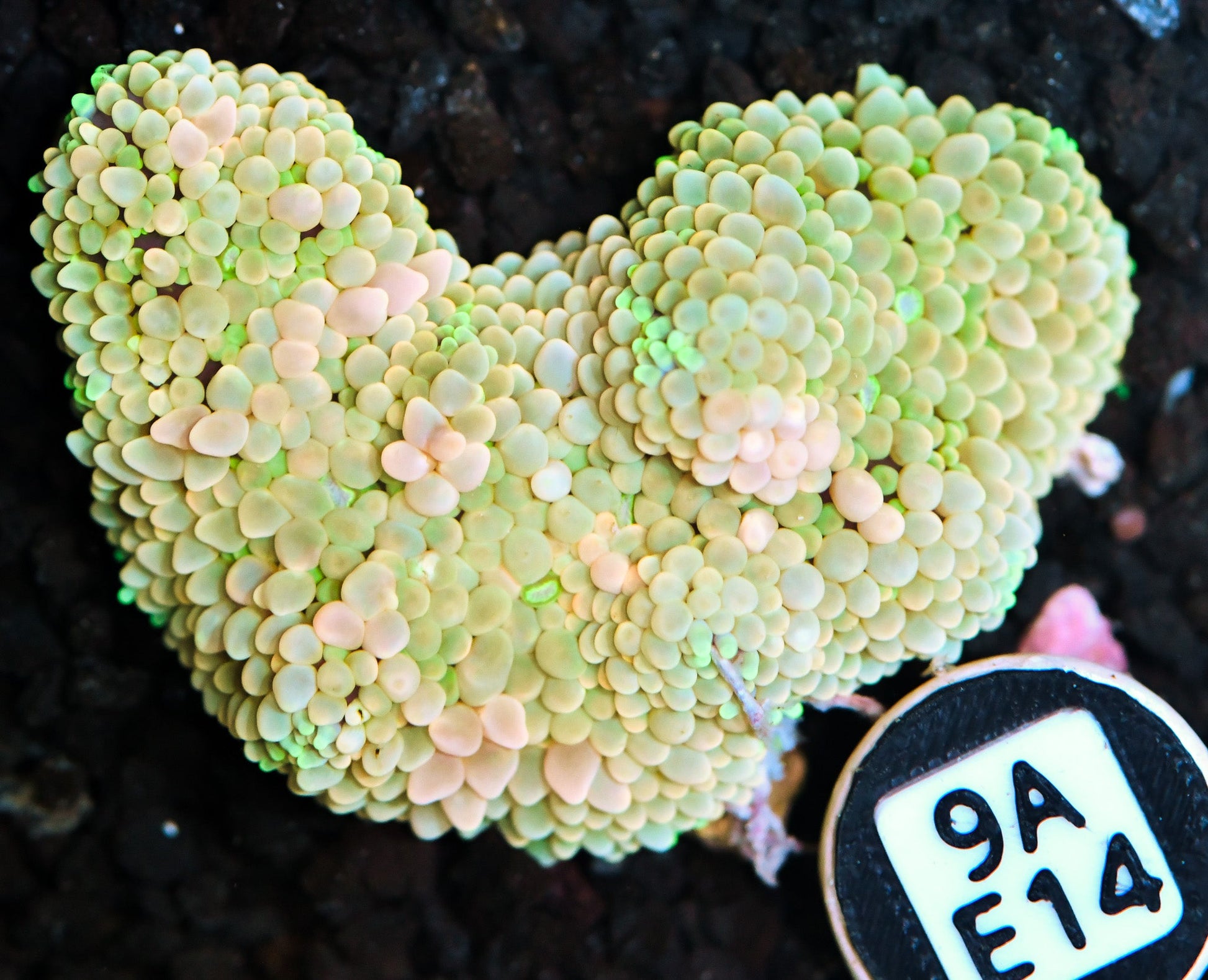 Ricordea Mushroom