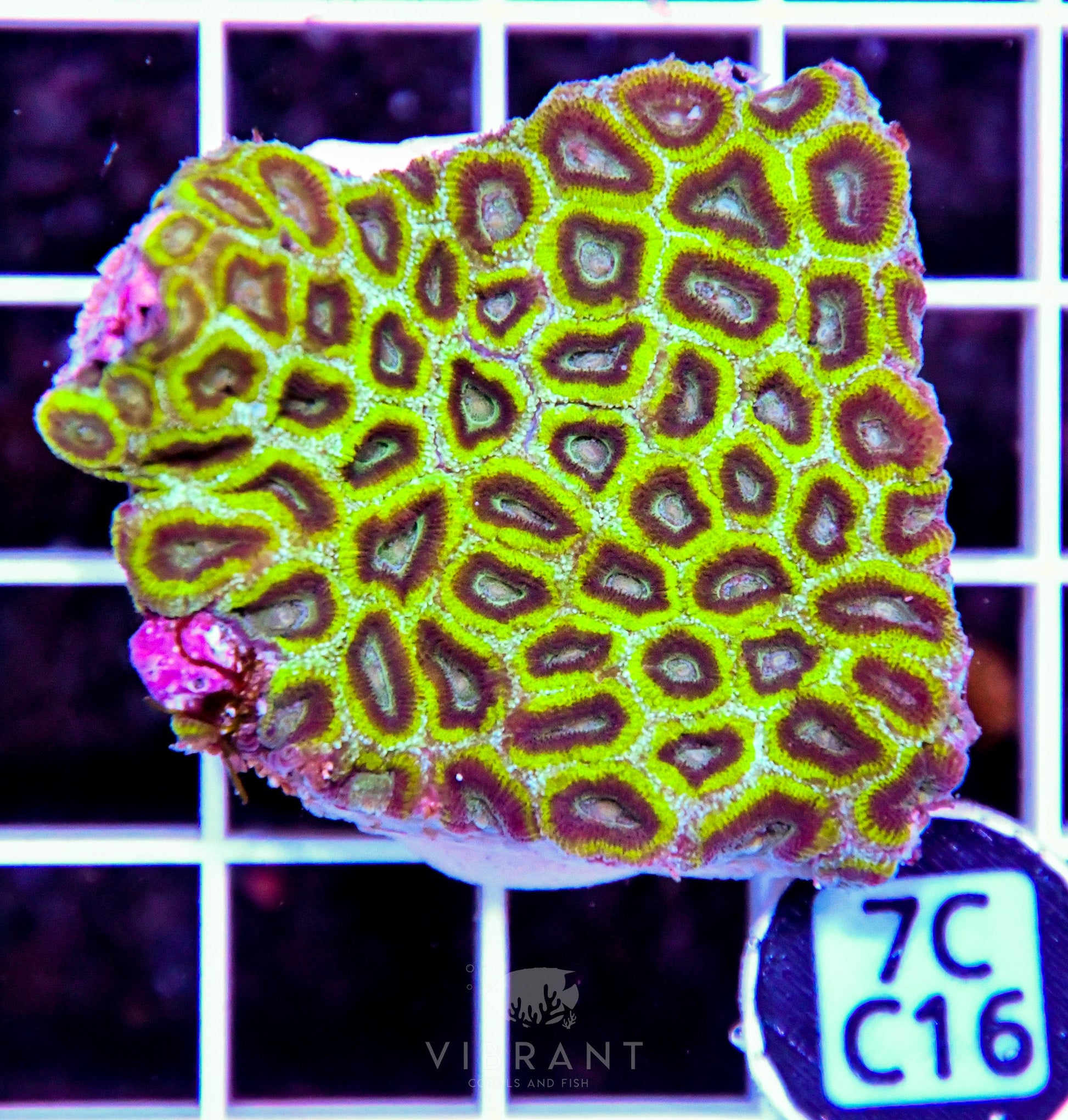Micromussa INDO