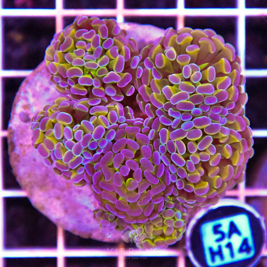 Hammer Branching INDO