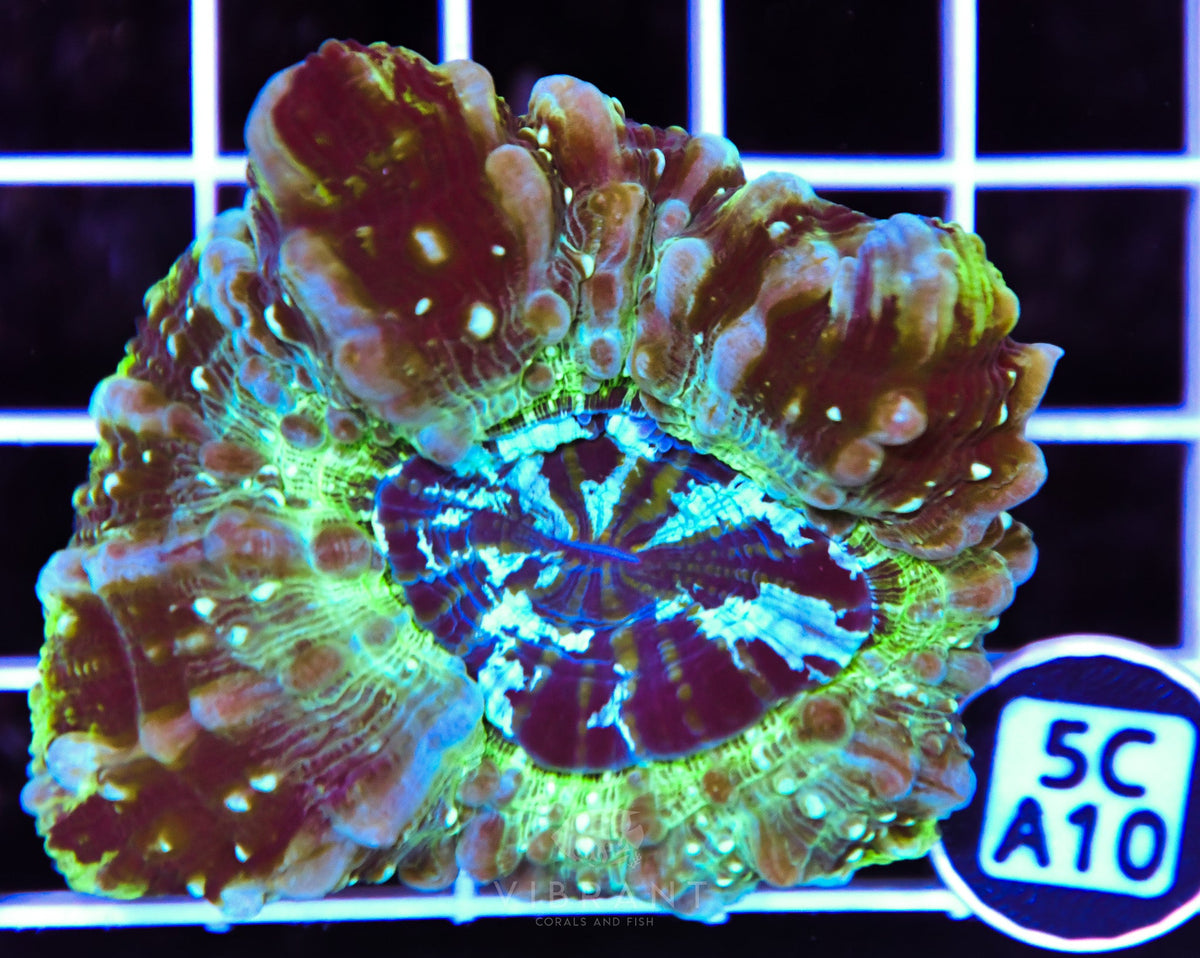 Acanthophyllia AUS