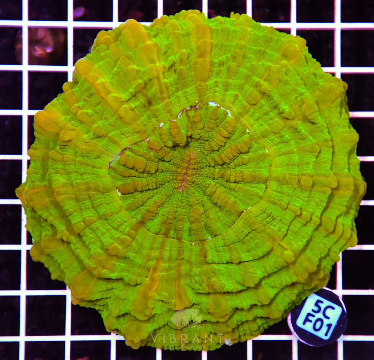 Acanthophyllia AUS