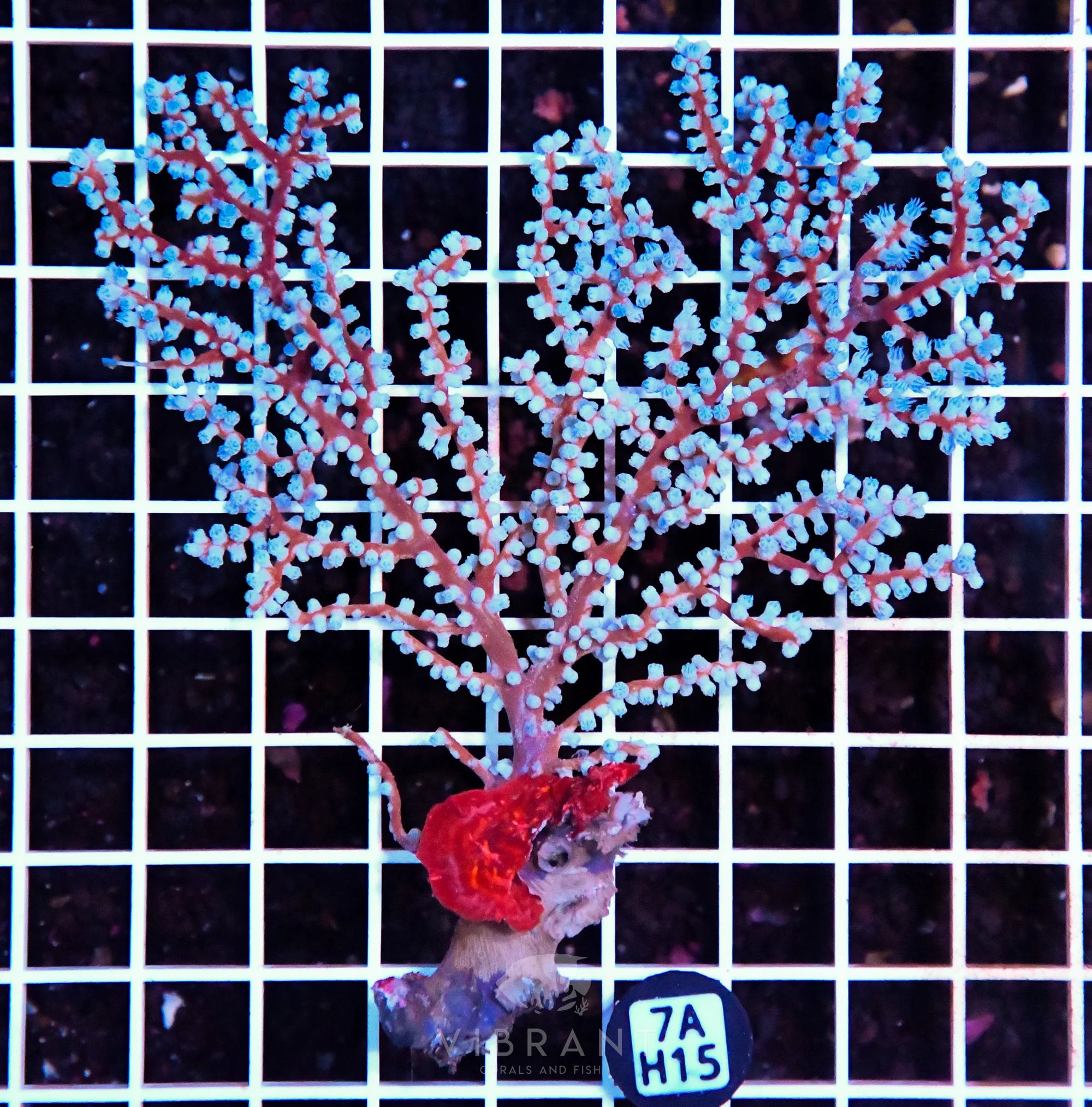 Gorgonian INDO W