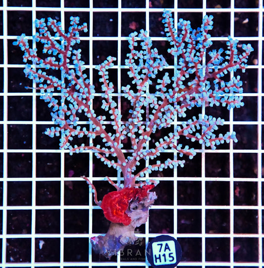 Gorgonian INDO W