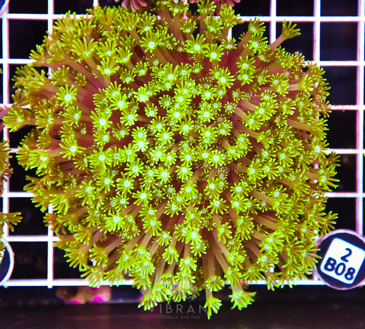 Alveopora AUS