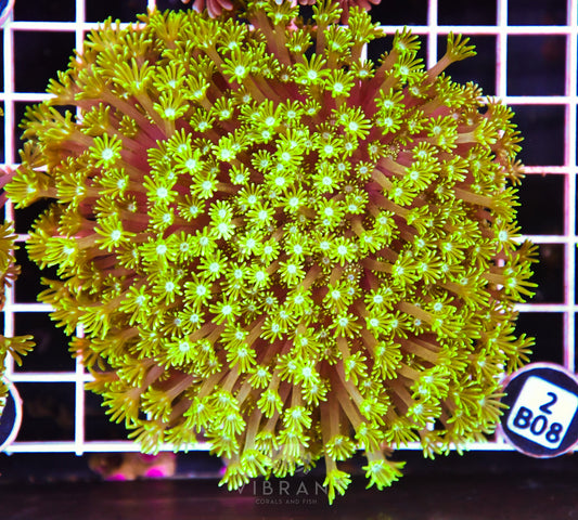 Alveopora AUS