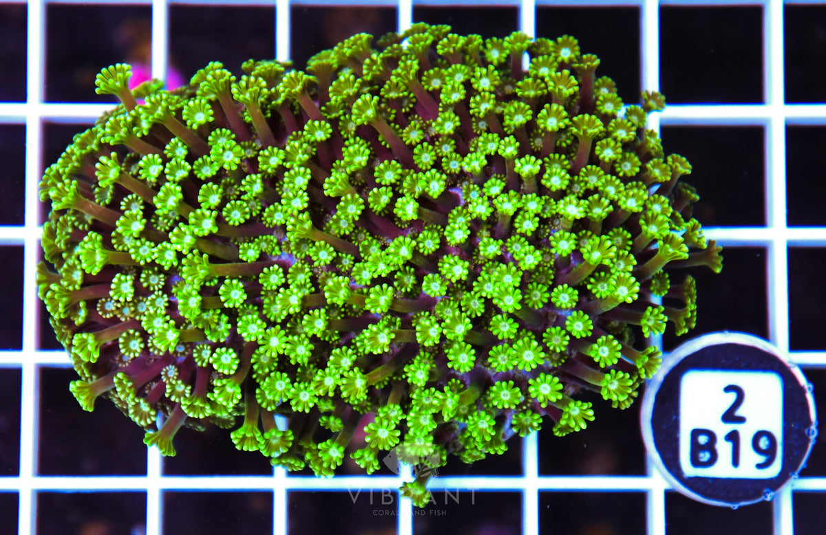 Alveopora AUS